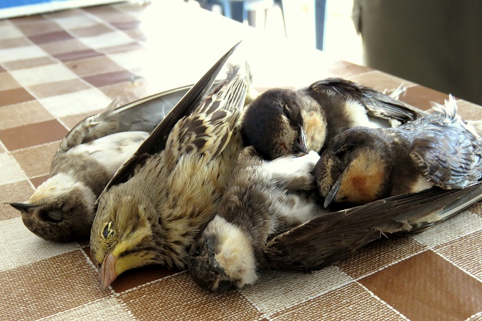 Im Libanon geschossene Singvögel (Ortolan, Rauch- und Uferschwalben)