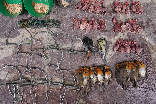 In Norditalien bei einem Vogelfänger beschlagnahmte Fanggeräte, Lockmittel und gefangene Vögel. Der Mann von der Polizei am Iseosee überführt, nachdem Komitee-Mitarbeitende seine Fangstelle gefunden und gemeldet hatten. 