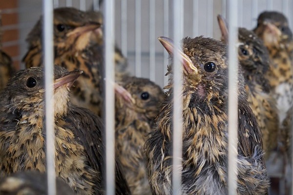 Bei Vogelhändlern im Jahr 2023 in Italien sichergestellte Drosselküken aus Polen